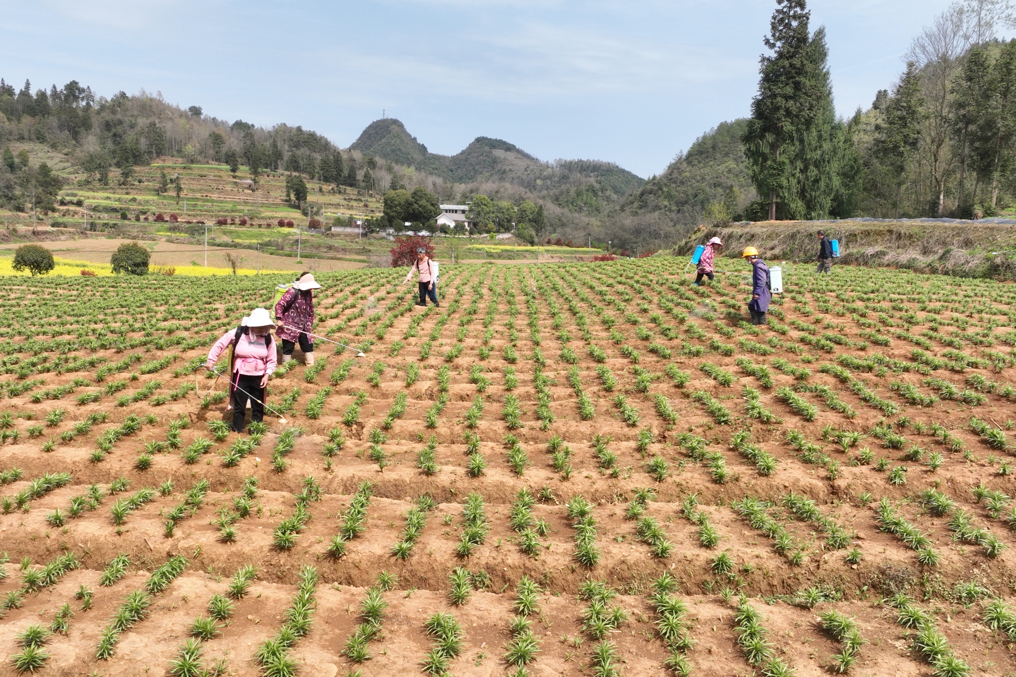 ����᯹����㡰�ݡ��ɽ� ������һ�򡱻�����������ͼ��